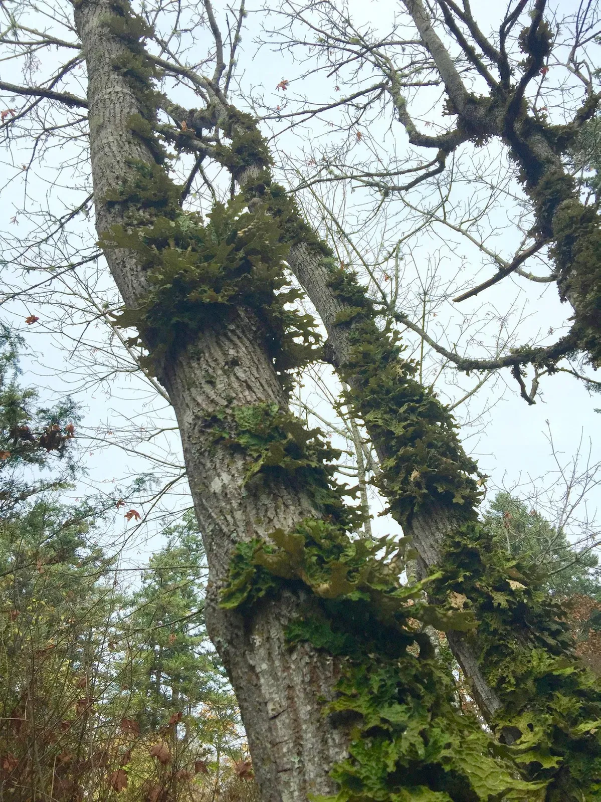 Low angle view of tree trunks covered in thick green moss and lichen reaching into the canopy