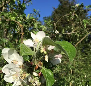 Close-up of white apple blossoms