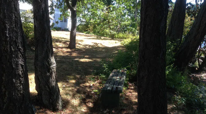 View through mature trees toward a grassy shoreline area with a wooden bench