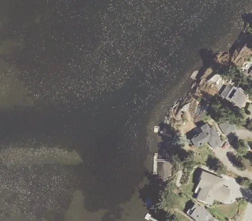 Aerial view of shoreline with dense tree cover