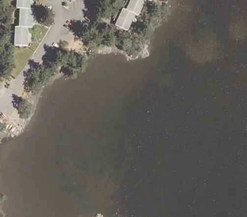 Aerial view of shoreline with overhanging trees