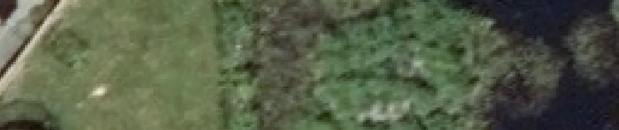 Aerial view crop of tree canopies