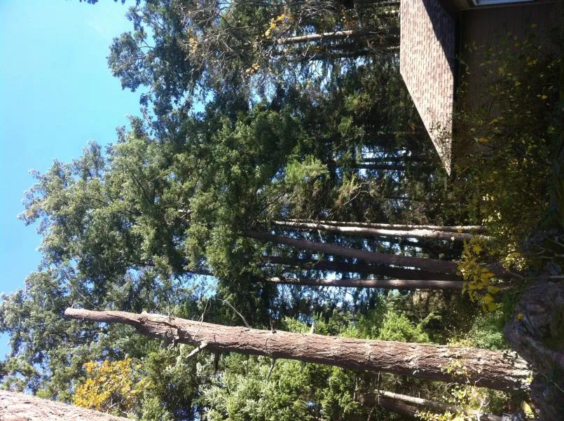 68cm DBH Douglas-fir leaning towards the house on the subject property