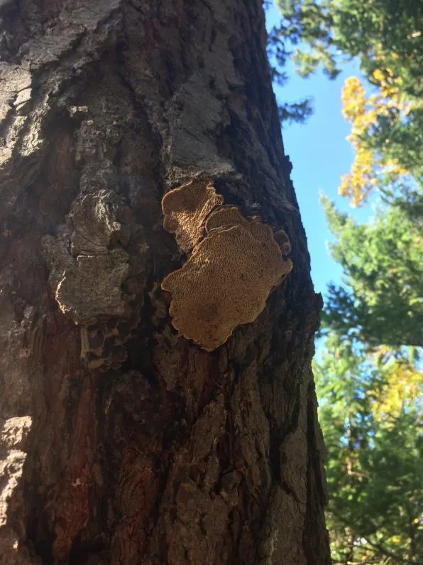 Porodaedalea fruiting body on tree trunk
