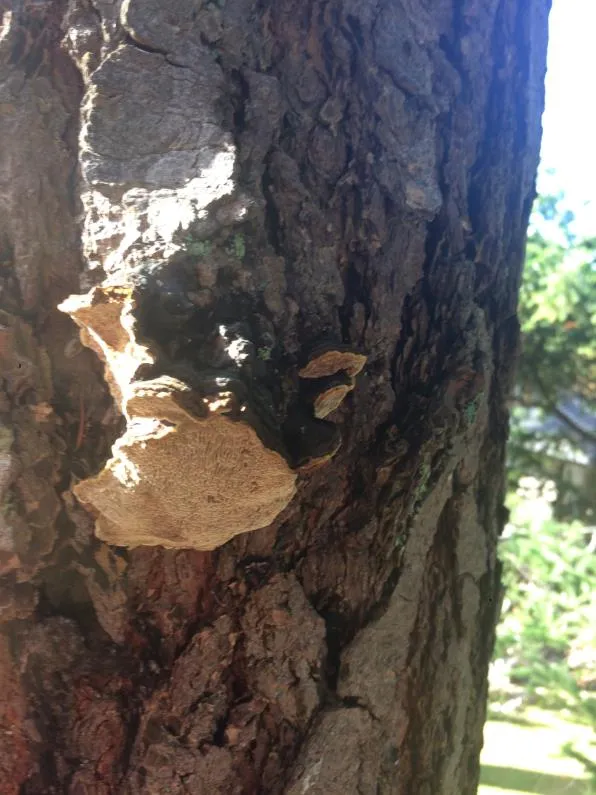 Close up of Porodaedalea fruiting body on tree bark