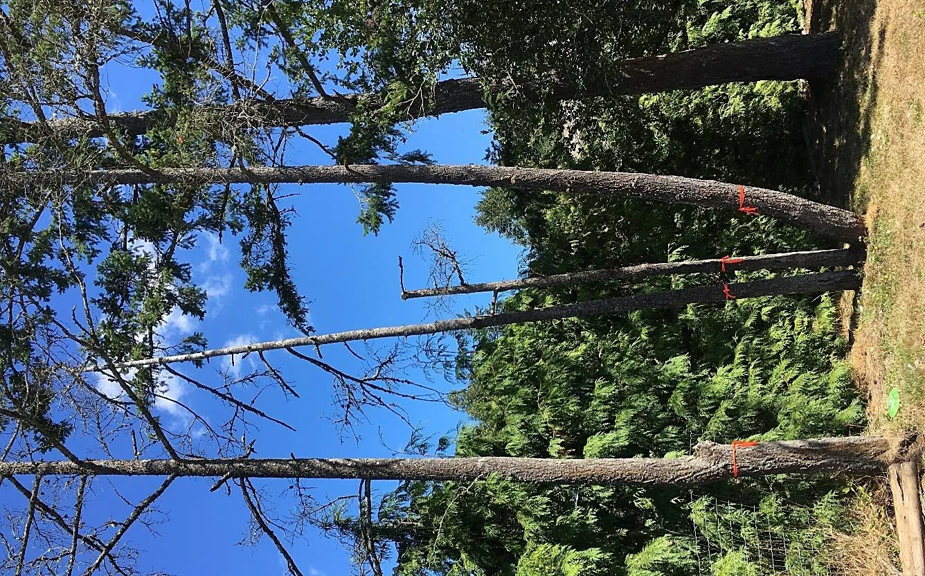 Tall, thin trees marked with orange flagging tape against a backdrop of green foliage and a clear blue sky.