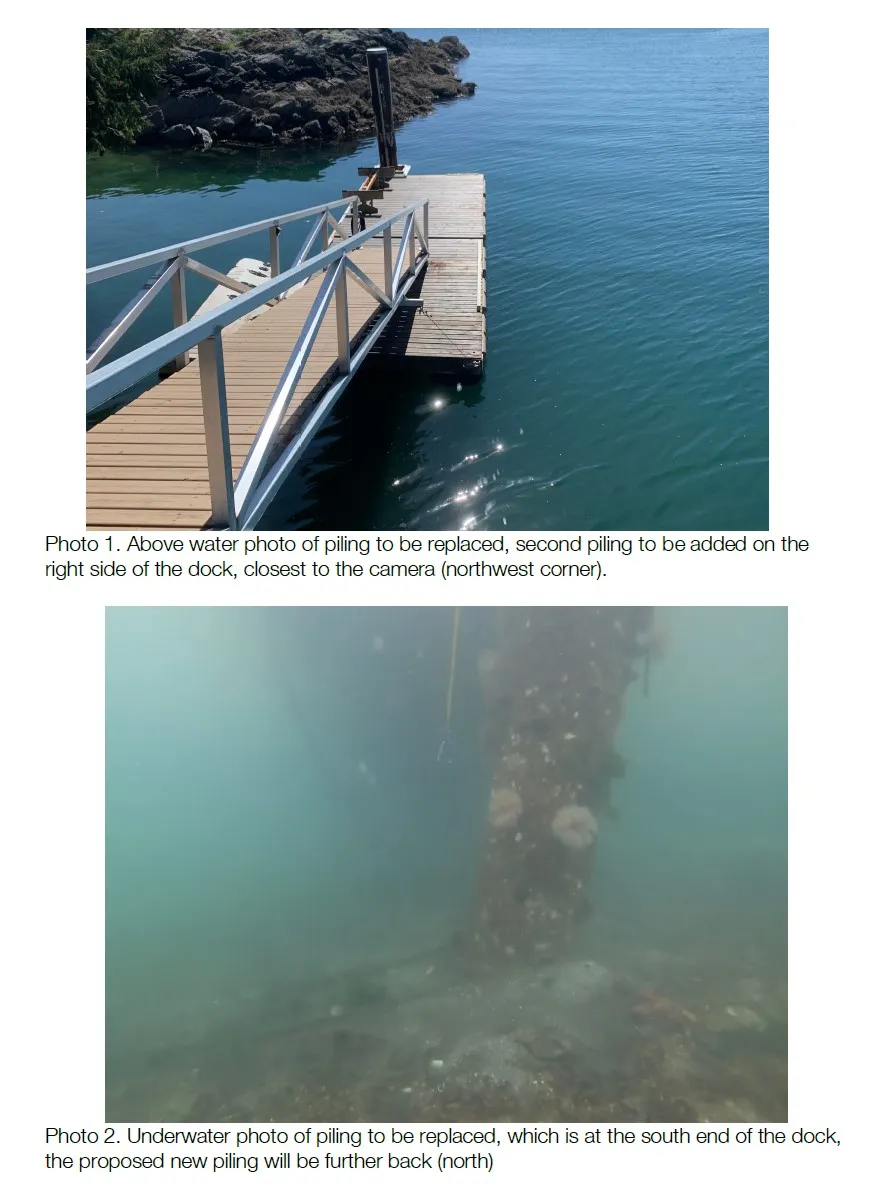 Photo 1. Above water photo of piling to be replaced, second piling to be added on the right side of the dock, closest to the camera (northwest corner).