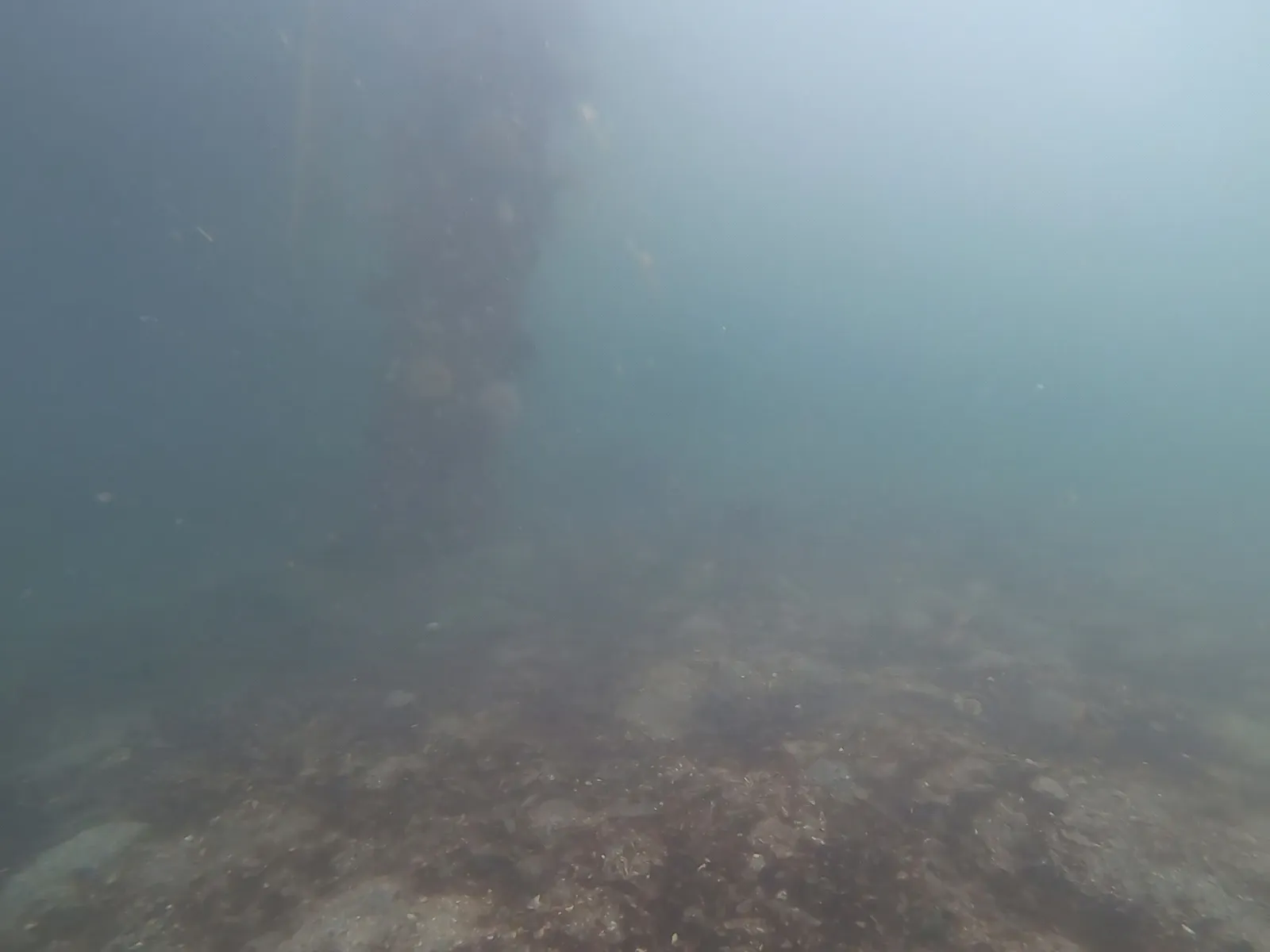 Underwater photo of sandy mud bottom in deeper water showing diatom biofilm and pockmarks