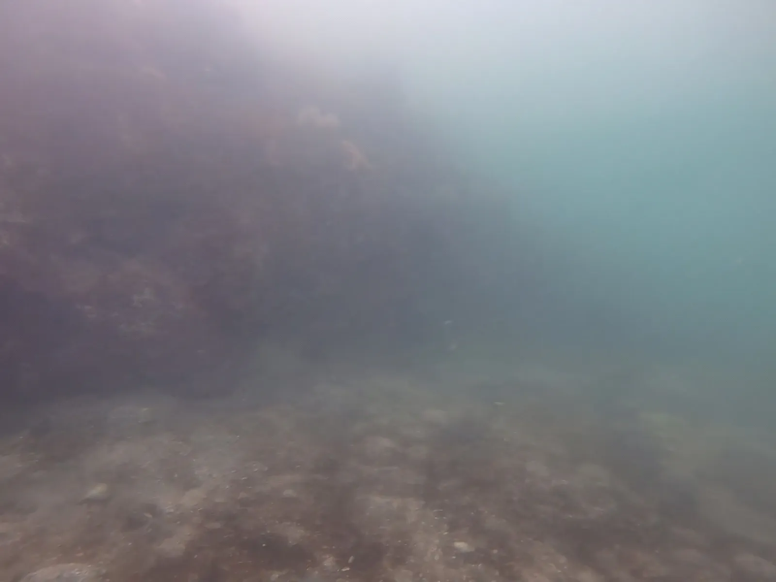 Underwater photo showing an example of sea lettuce (Ulva lactuca)
