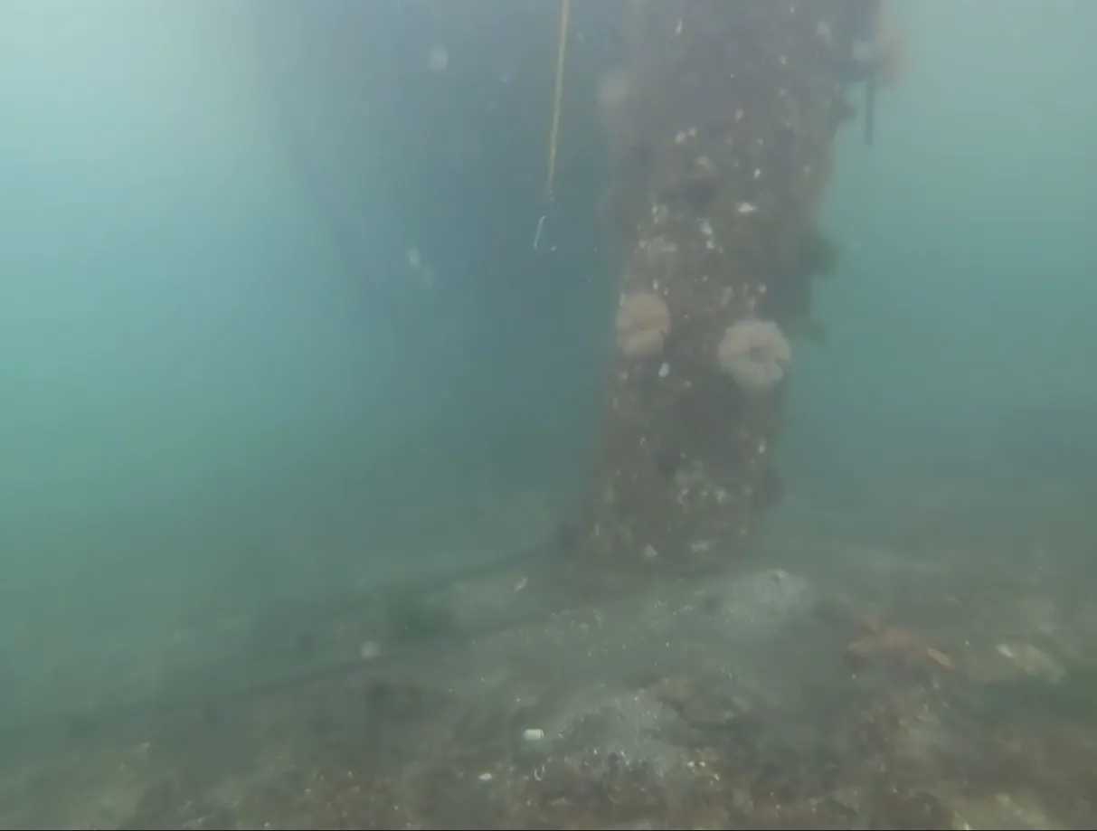 Underwater photo of piling to be replaced, which is at the south end of the dock