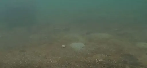 Clam mounds and diatom film on mud/shell substrate