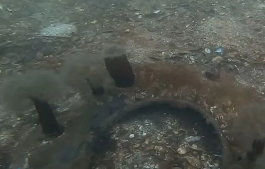 Plumose anenomes on debris
