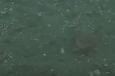 Rock crab on mud substrate