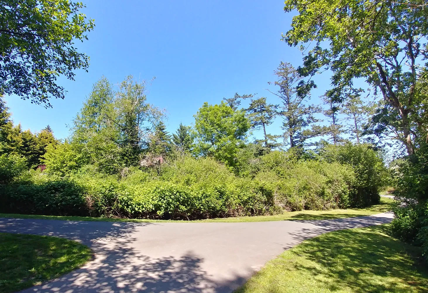 Photo from the trail to the beach looking north toward the site