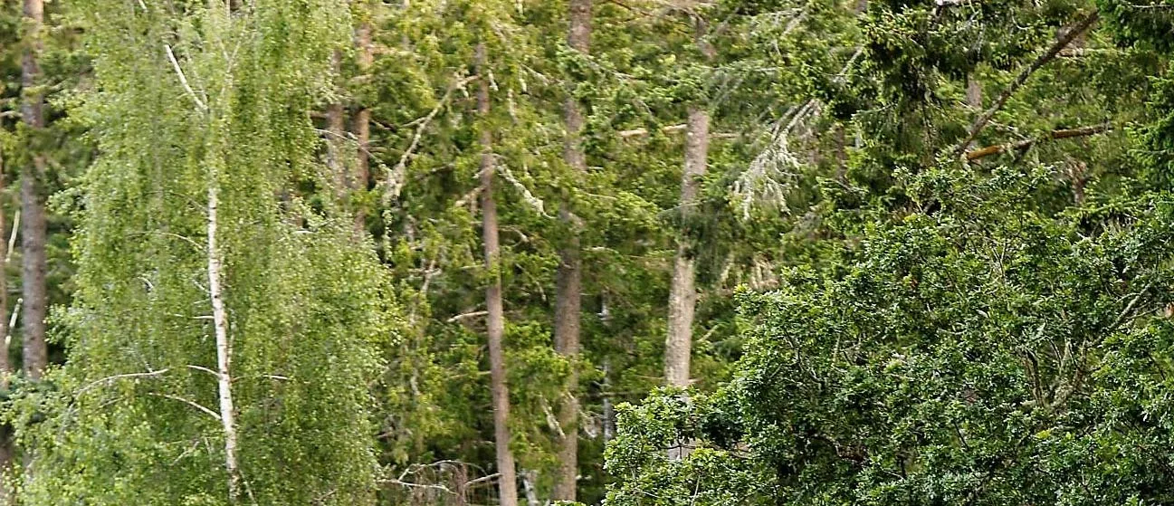 Dense green trees at the top of a forest
