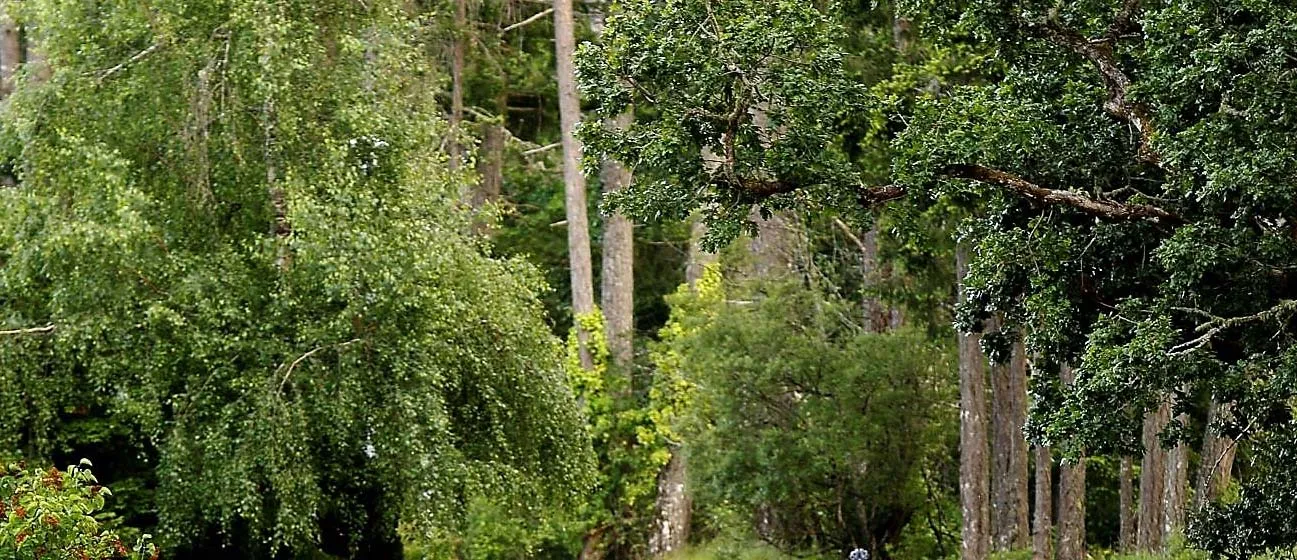 Lower section of forest trees