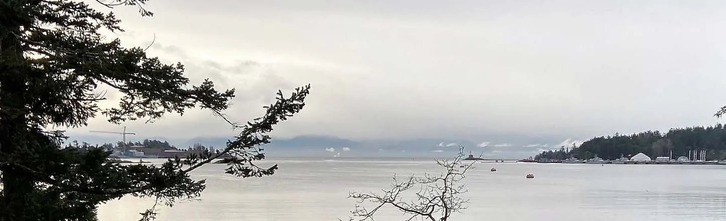 Tree branches framing the top of a coastal viewpoint