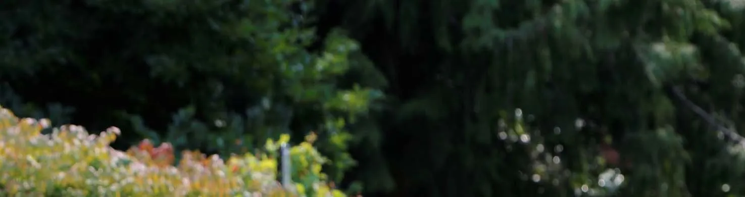 "Welcome to View Royal" sign surrounded by blooming yellow flowers