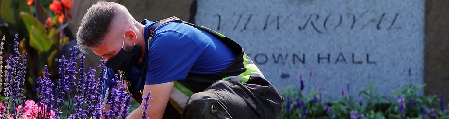 A parks worker in a blue shirt and protective gear planting flowers outside View Royal Town Hall