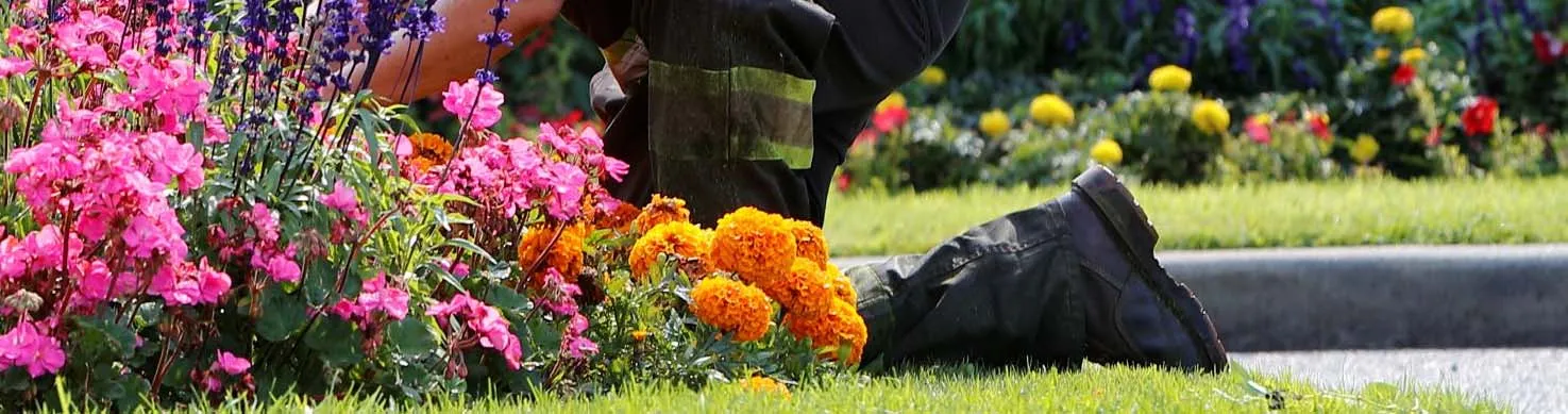 Close-up of a parks worker kneeling while planting vibrant pink and orange flowers