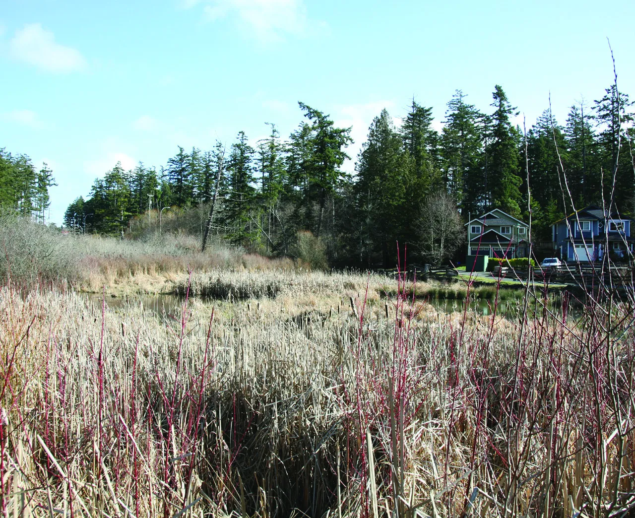 A field of dry reeds and wetland vegetation in the foreground with houses and a forest in the background under a blue sky