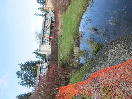 New conifers east of main entry trail