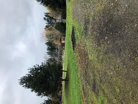 Dog in riparian area