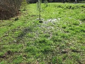 Craigflower Creek adjacent park Jan. 2020 (top left)