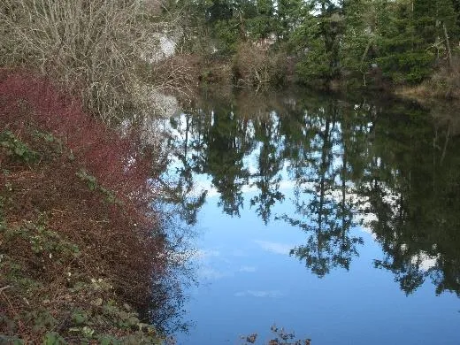 Craigflower Creek adjacent park Jan. 2020 (top right)