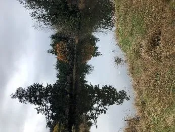 Ponding east of pump track where wetland is proposed Jan. 2020