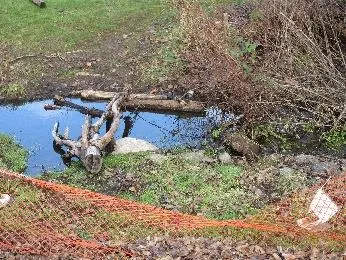 Erosion, invasive species & exposed pipes on creek bank at north east corner of park