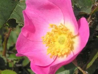 Bracken Fern