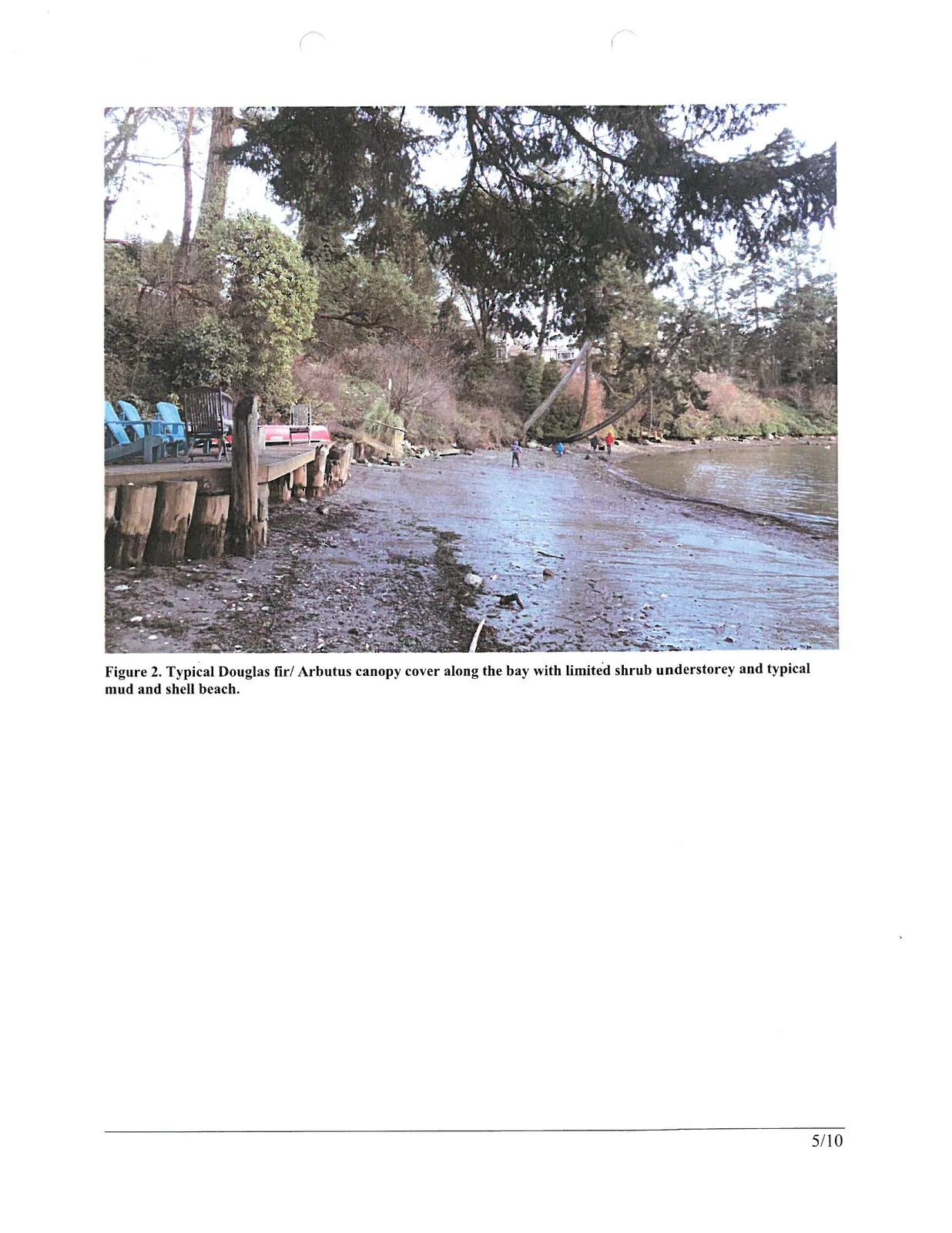 Figure 2. Typical Douglas fir/ Arbutus canopy cover along the bay with limited shrub understorey and typical mud and shell beach.