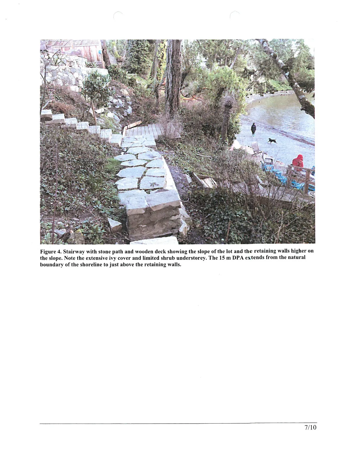 Figure 4. Stairway with stone path and wooden deck showing the slope of the lot and the retaining walls higher on the slope. Note the extensive ivy cover and limited shrub understorey. The 15 m DPA extends from the natural boundary of the shoreline to just above the retaining walls.