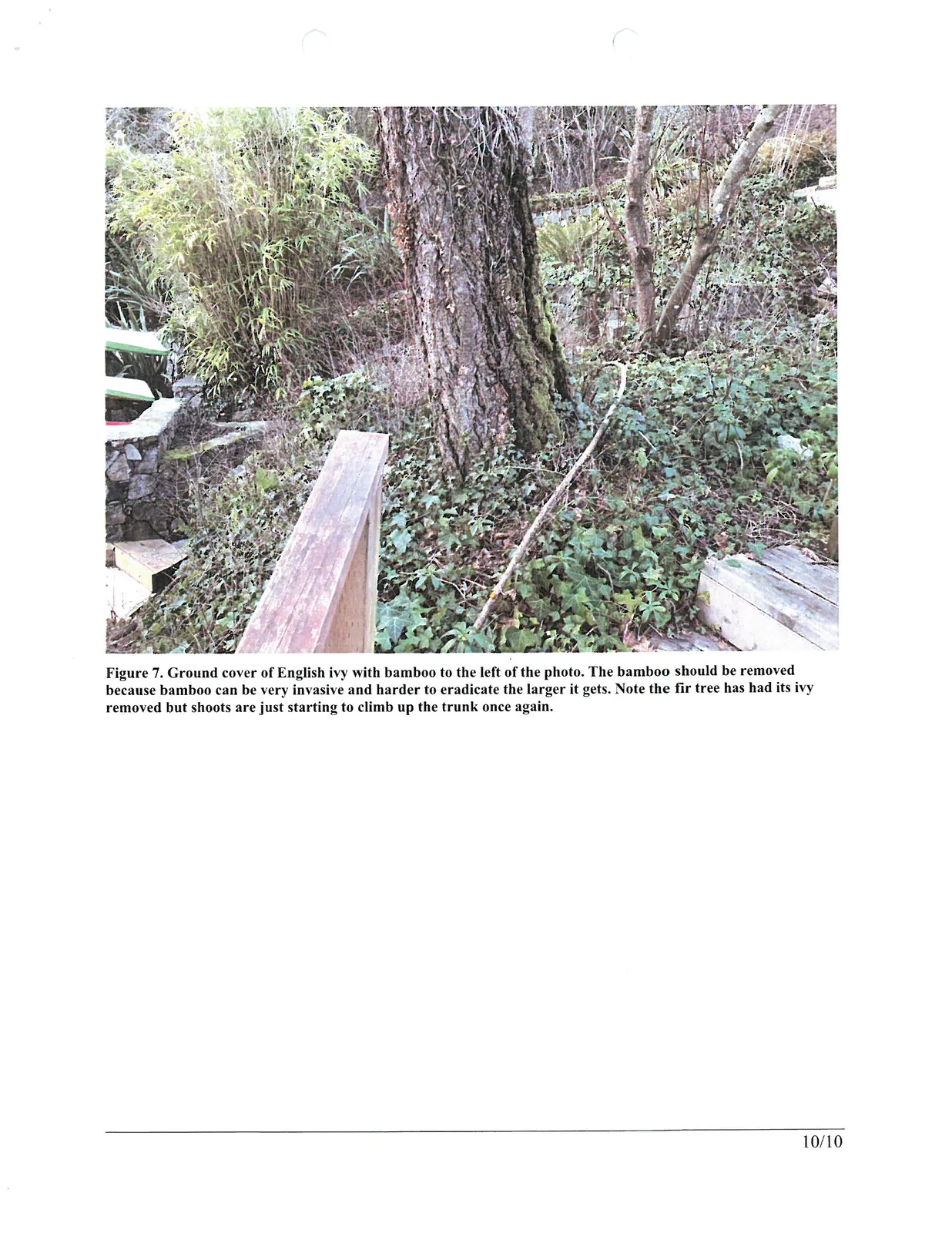 Figure 7. Ground cover of English ivy with bamboo to the left of the photo. The bamboo should be removed because bamboo can be very invasive and harder to eradicate the larger it gets. Note the fir tree has had its ivy removed but shoots are just starting to climb up the trunk once again.