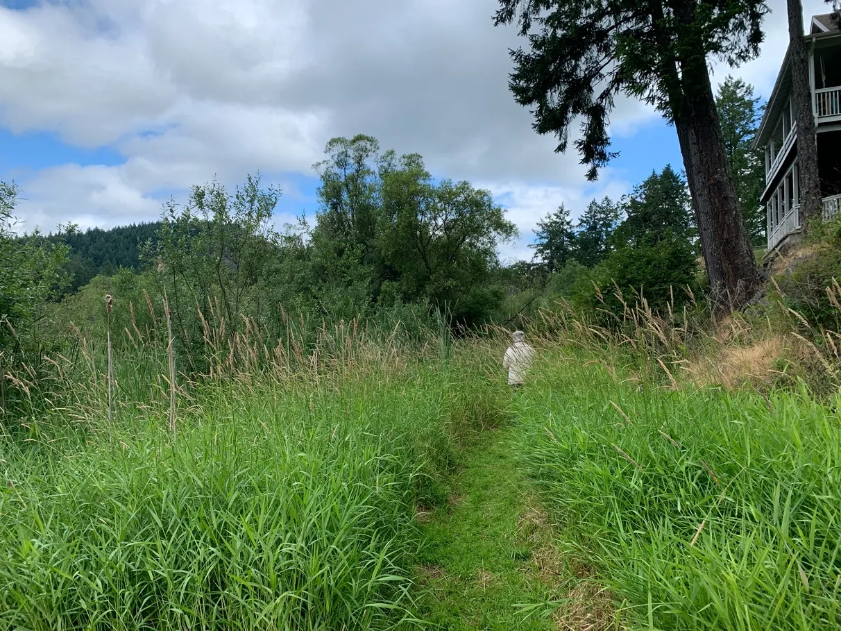 Photo 1. Existing path through reed canary grass from house to the lake.