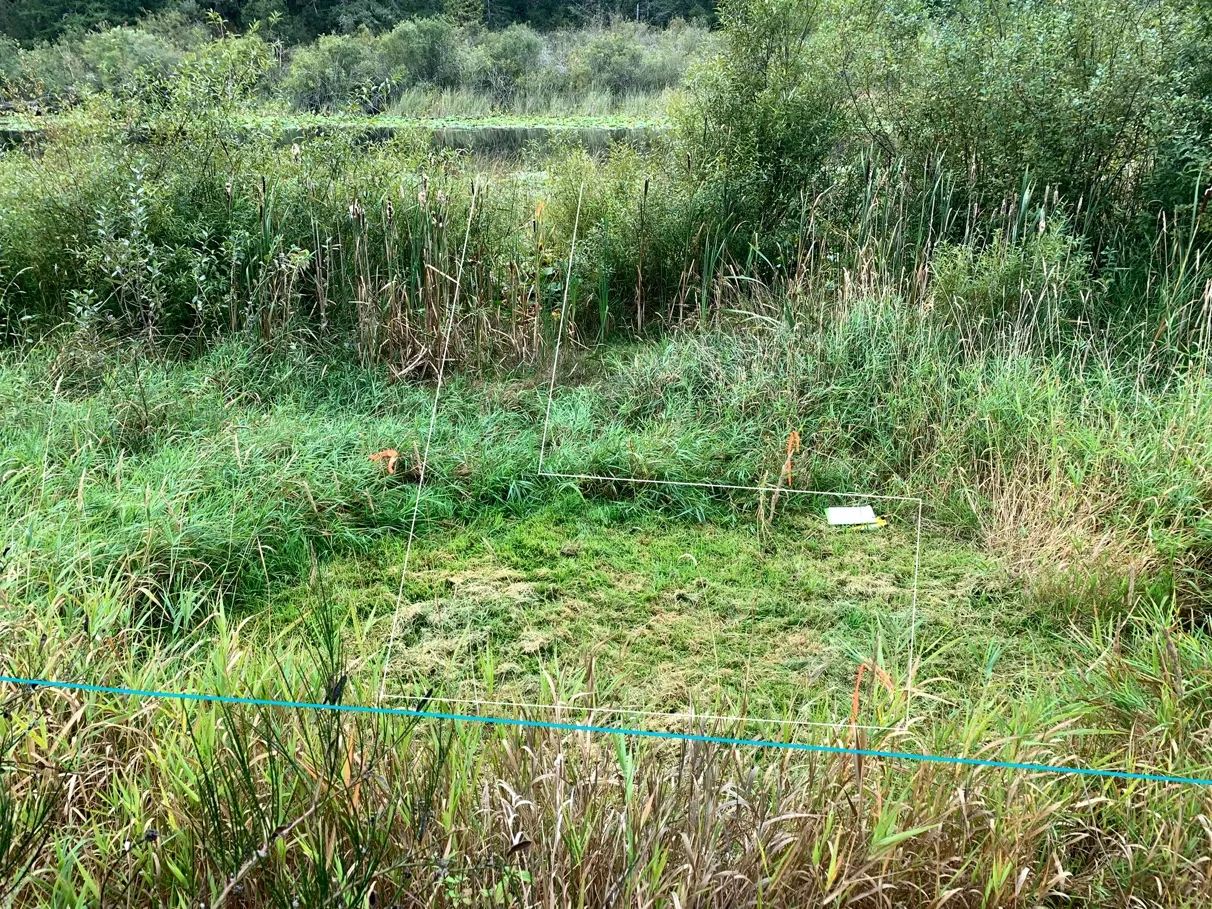 Photo 3. Proposed dock location over reed canary grass, and through low spot in the riparian shrub fringe.