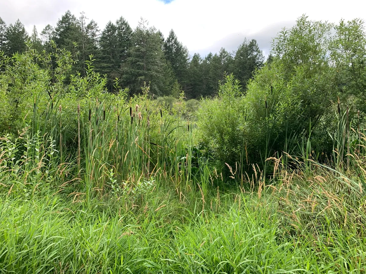 Photo 4. Proposed dock location over reed canary grass, and through low spot in the riparian shrub fringe.