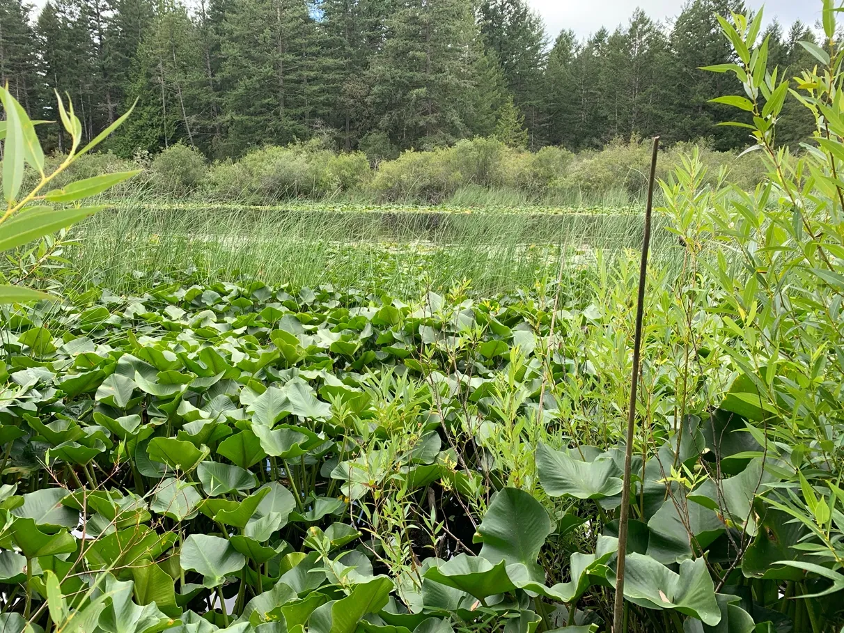 Photo 5. Proposed dock location over emergent aquatic vegetation, floating portion will be in the open water beyond.