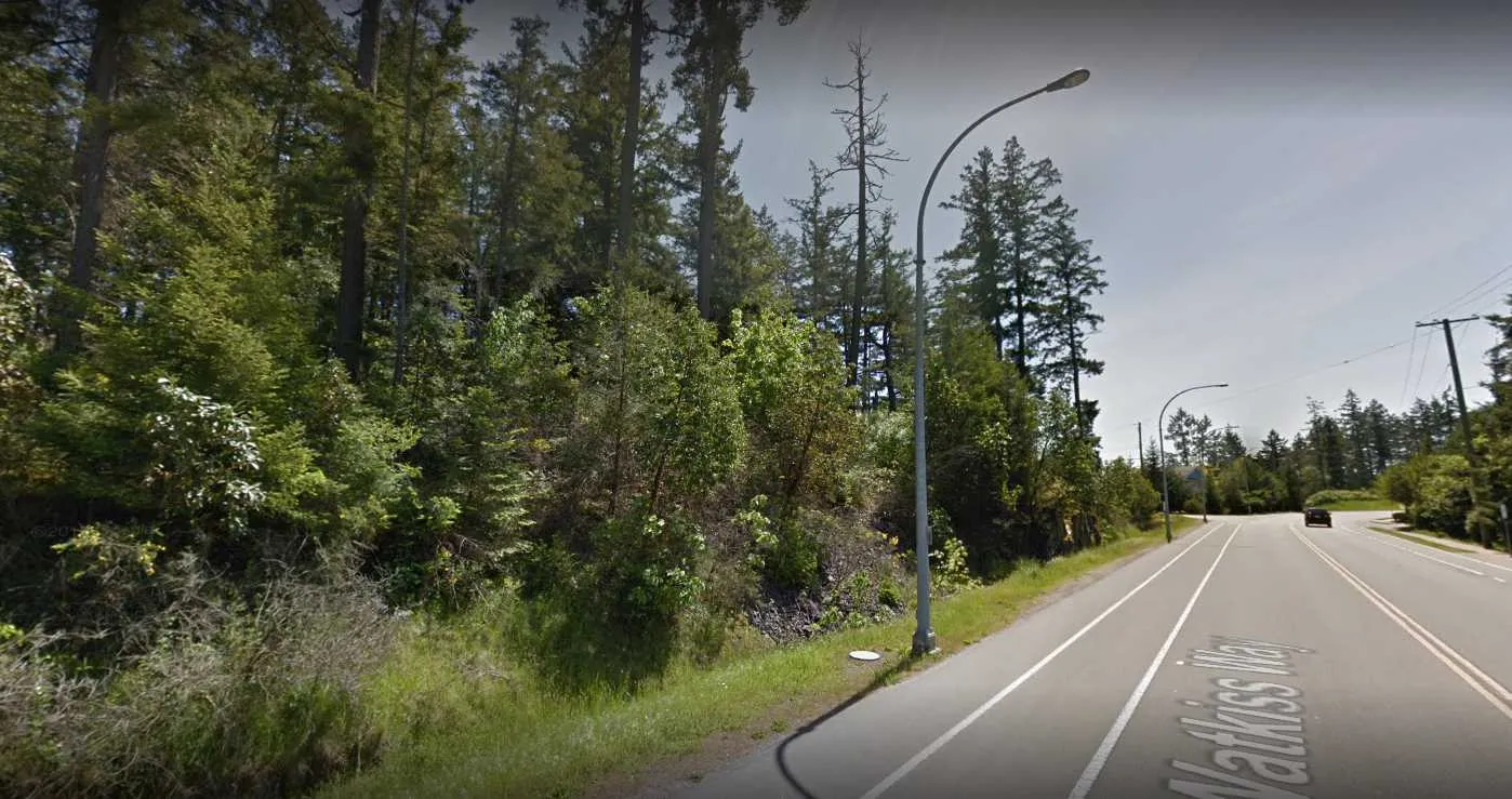 Context image 1 - Street-level view of a paved road bordered by a dense forest