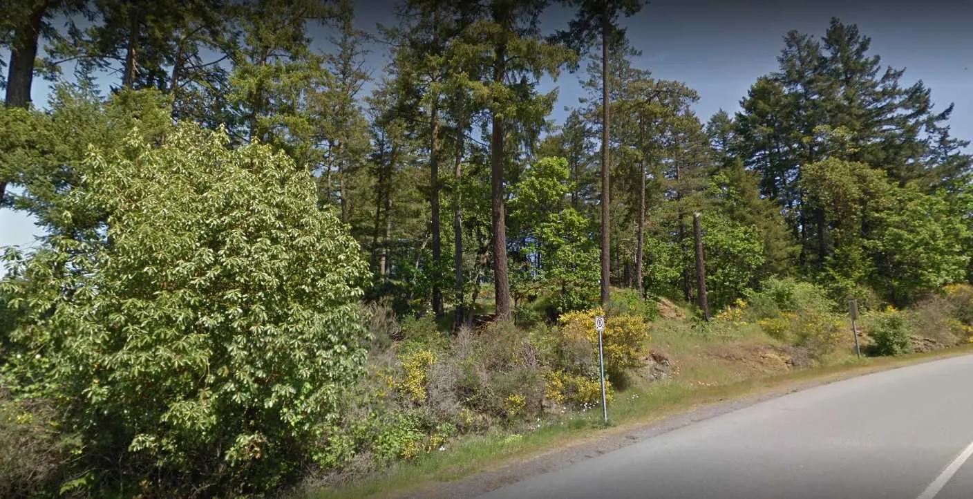 Context image 6 - View of a wooded hillside within the site property