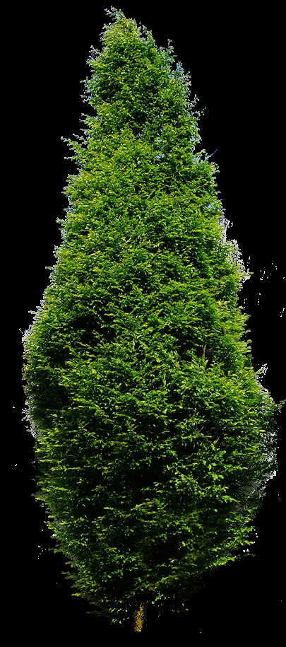 Rendering of a dense flowering shrub with pink blooms