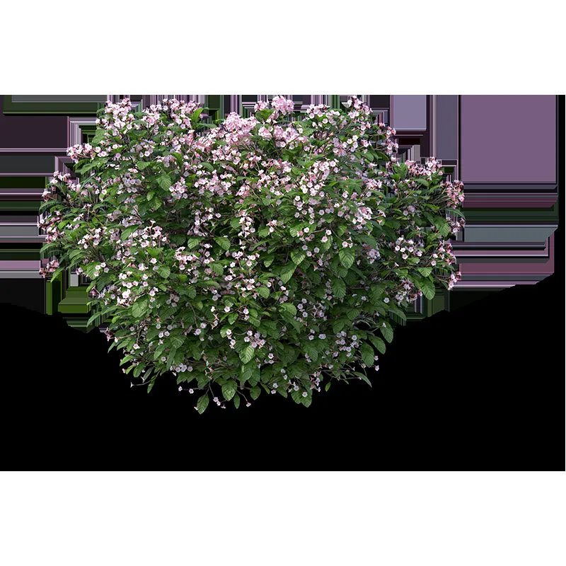 Rendering of a mature coniferous tree