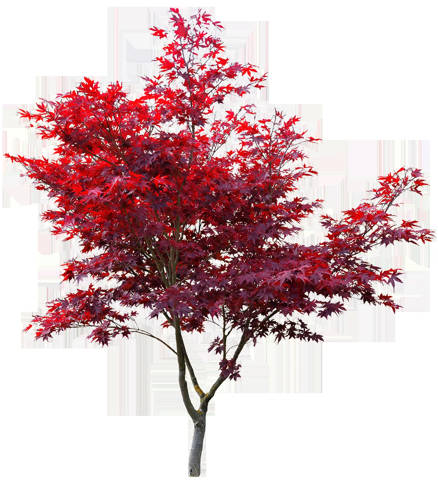 Rendering of a tall, columnar evergreen tree