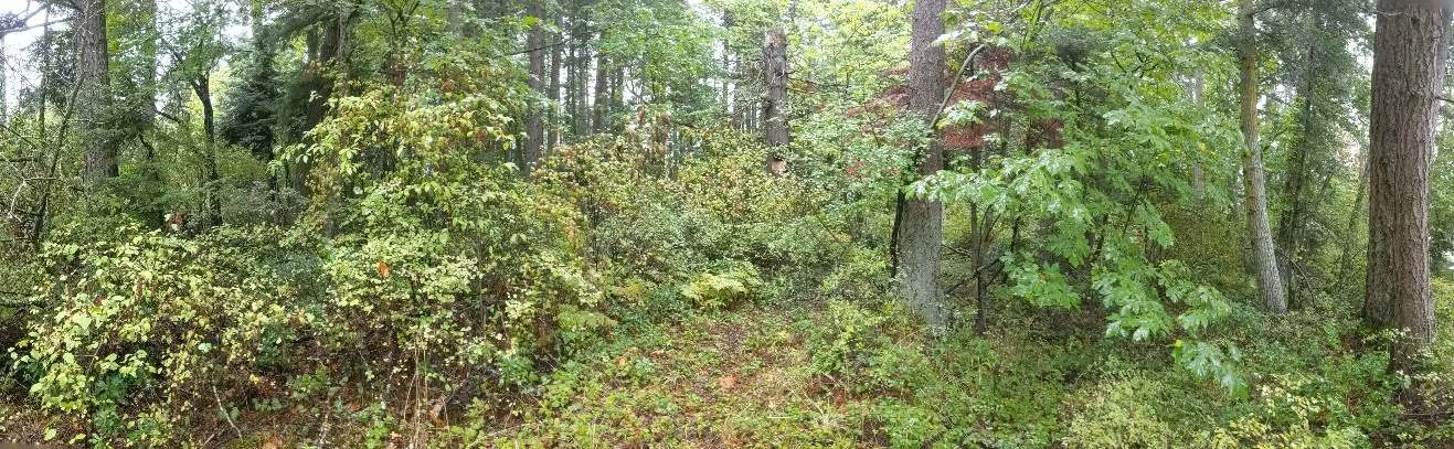 South Corner: Multi-age mixed canopy