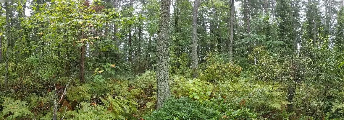 South Corner: Multi-age mixed canopy