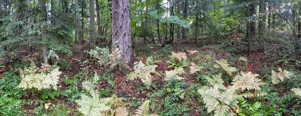 Southeast Corner: Understorey of Oregon grape, blackberry and bracken