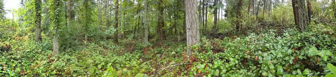 Southeast Corner: Understorey of salal and Oregon grape