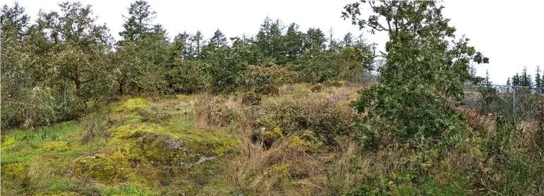 Northeast Edge: Northwest view of Garry oak woodland