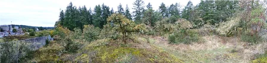 Northeast Edge: Southeast view of Garry oak woodland